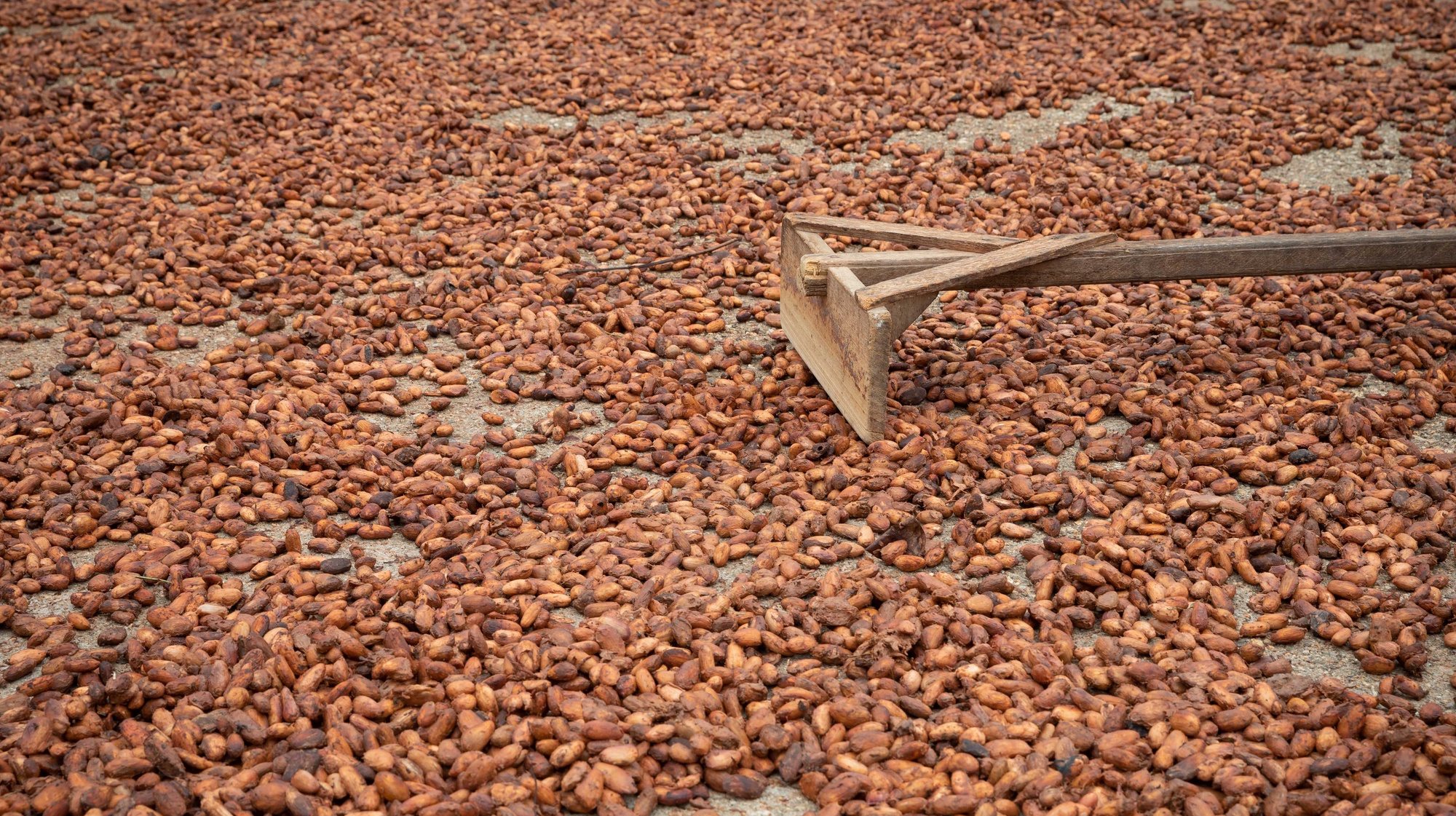 epa09981287 Cocoa beans at a farm in Tacarigua, Venezuela, 27 May 2022. The Venezuela Committee of the World Farmers Organization said they hope to increase cocoa production in the Caribbean country to 60,000 tons within three years, an increase that will be progressive.  EPA/RAYNER PENA R