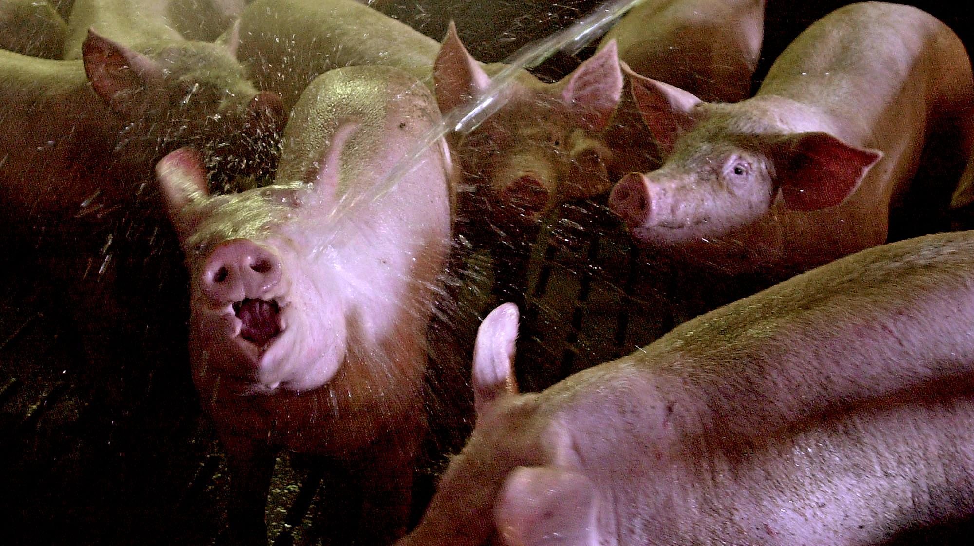 Pigs of the Caillouet farm are watered by their breeder 11 August 2003 in Bretteville sur Laize, western France, to protect them from the heatwave. At least 50 people have died in the last four days from the heatwave in the French capital, a top Parisian hospital official said 10 August, while government officials denied the claim.
  AFP PHOTO MYCHELE DANIAU