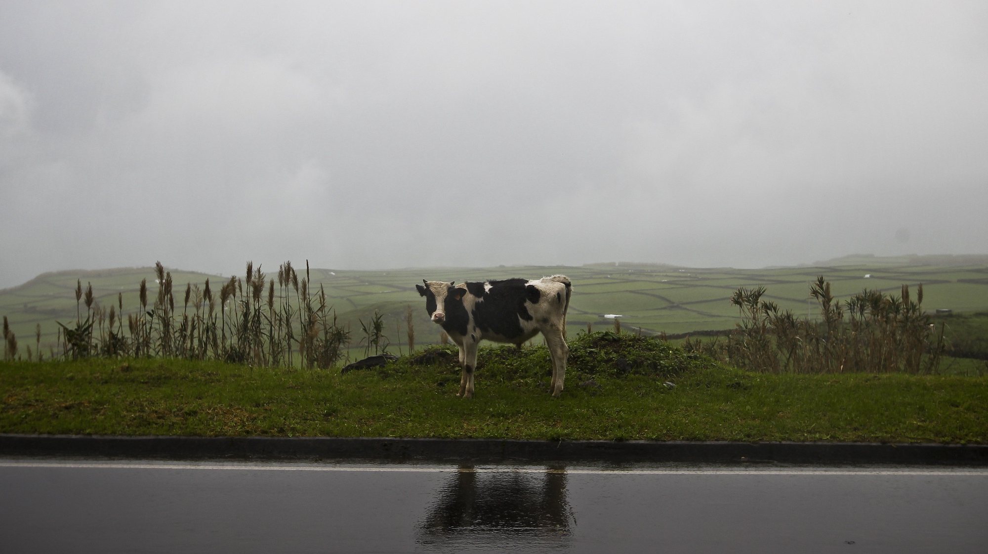 Uma vaca junto a uma estrada na Ilha Terceira, Açores, 15 de dezembro de 2012. MARIO CRUZ/LUSA