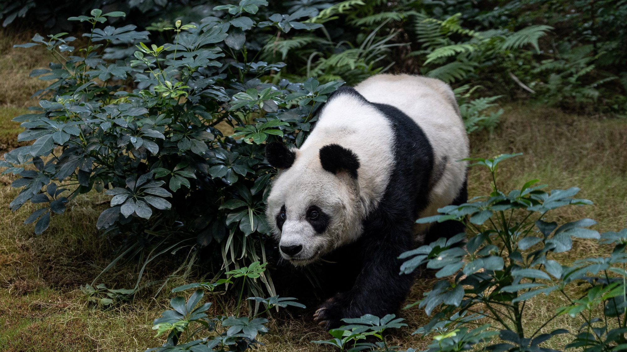 epa08692981 Giant panda An An walks in its enclosure at Ocean Park in Hong Kong, China, 24 September 2020. An An turned 35 in August. Giant pandas in the wild can live up to 20 years on average, while lifespans of those under human care can reach over 30 years.  EPA/JEROME FAVRE