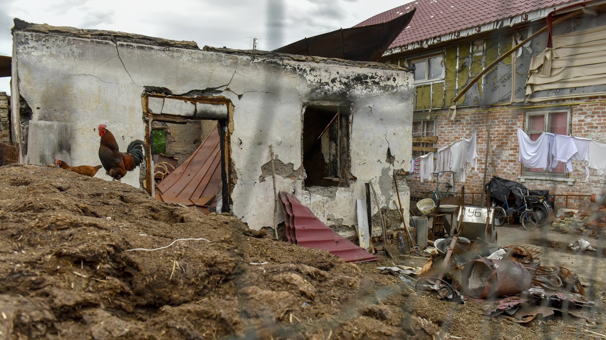 epa10030221 A rooster in a yard of a house, damaged in a shelling in Novoselivka village, Chernihiv region, Ukraine, 23 June 2022. On 24 February Russian troops entered Ukrainian territory starting a conflict that has provoked destruction and a humanitarian crisis.  EPA/OLEG PETRASYUK