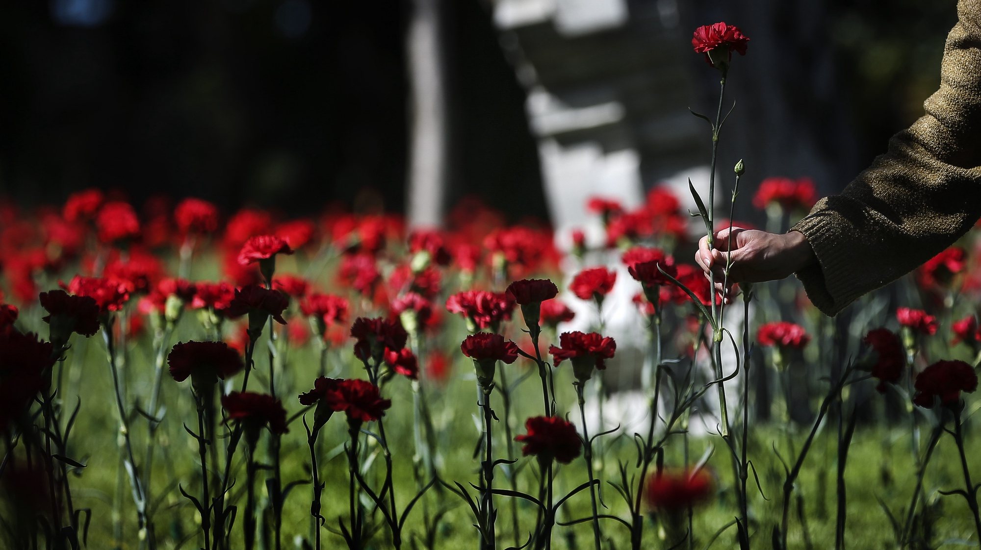 A citizen in the gardens of the oficial residence of Portuguese Prime Minister, takes out a carnation during the celebration of  the 48th anniversary of the 25 April Revolution, in Lisbon, Portugal, 25 April 2022. The 25 April Revolution, also known as the Carnation Revolution, was initialized on 25 April 1974 by a coup of a group of officers opposing the then ruling junta, and was soon supported by the civilian population to overthrow the regime in a nearly bloodless move. RODRIGO ANTUNES/LUSA