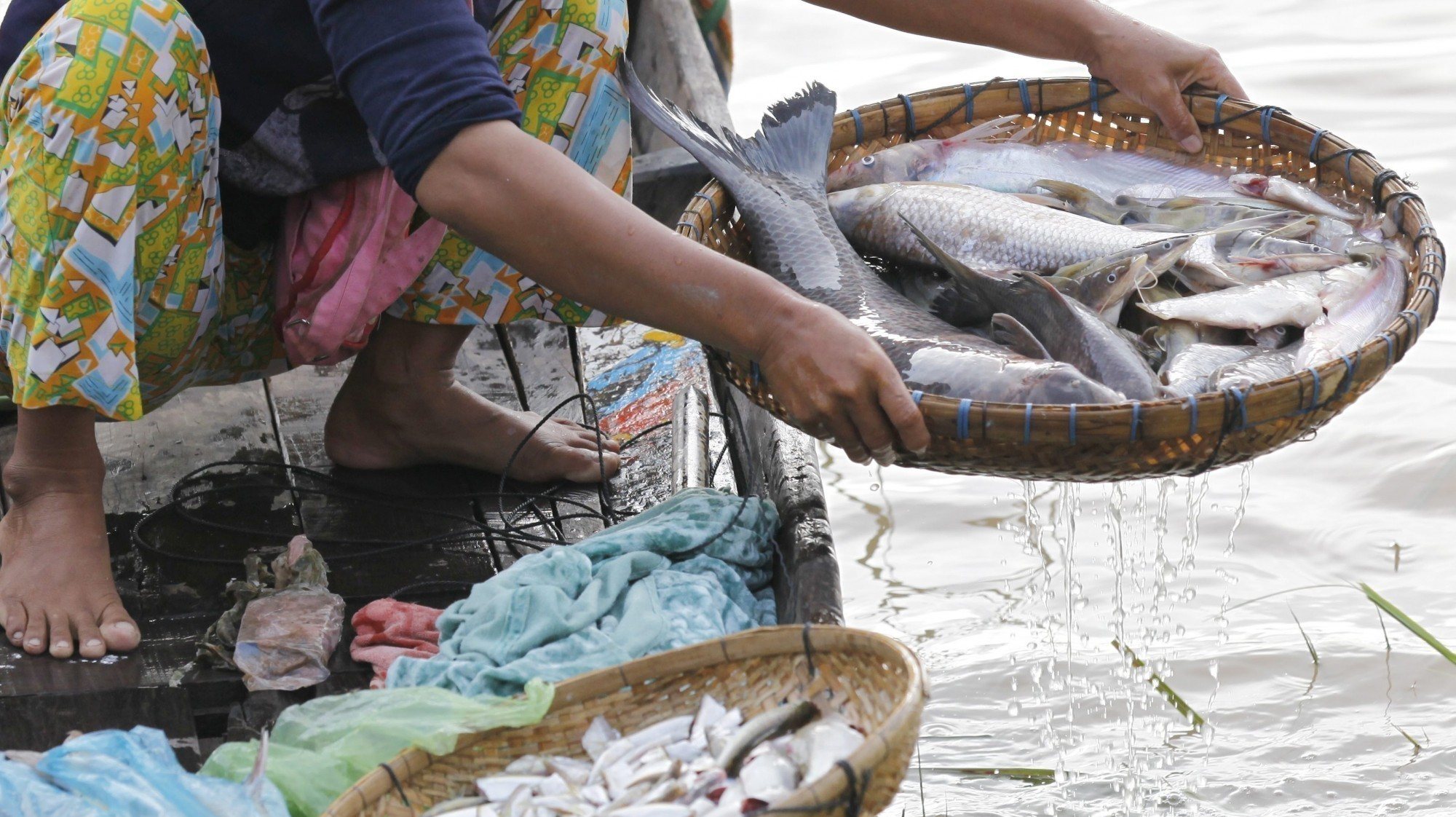 A Greenpeace apela aos países da África Ocidental para pararem com a produção de óleo e farinha de peixe e darem prioridade ao consumo humano de peixe
