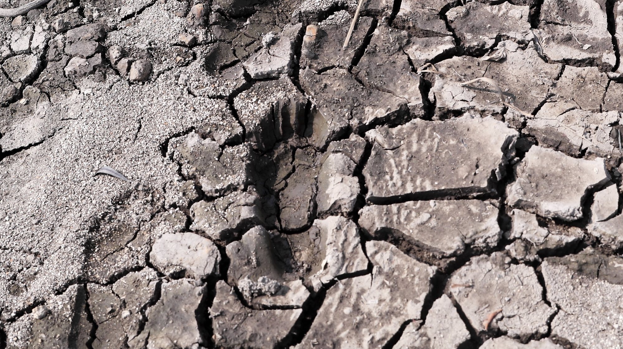 epa09876874 A footprint on the dry soil where the flow of the Los Laureles dam, the largest supplier of water for Tegucigalpa and Comayaguela, has dropped, in Tegucigalpa, Honduras, 07 April 2022. Climate change increases the conditions for forest fires in Honduras, where this year they have affected nearly 15,000 hectares, endangering the supply of water for human consumption and productive activity, an expert told Efe.  EPA/Gustavo Amador