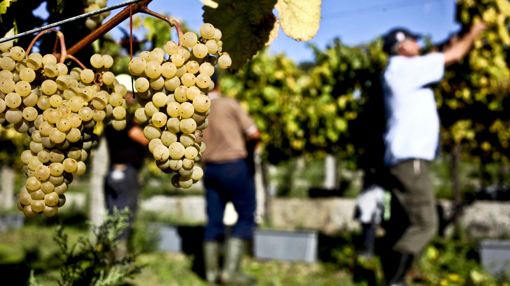 Produção de vinho em 2023 será a maior desde 2006