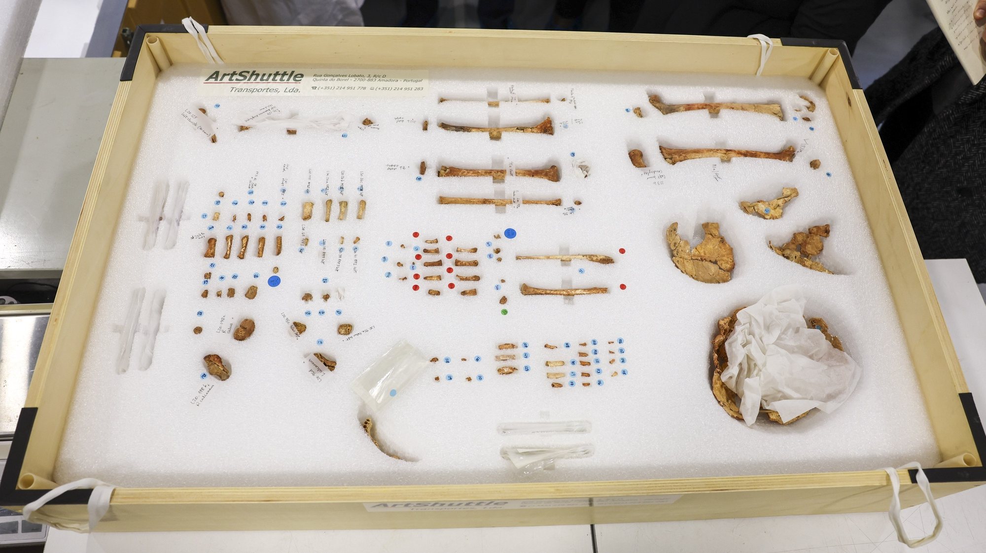 Pormenores do esqueleto da Criança do Lapedo, durante uma visita ao Museu Nacional de Arqueologia e Museu Nacional de Etnologia, que assinalam 25 anos da descoberta da Criança do Lapedo e do Abrigo do Lagar Velho, Lisboa, 14 de dezembro de 2023. JOSÉ SENA GOULÃO/LUSA