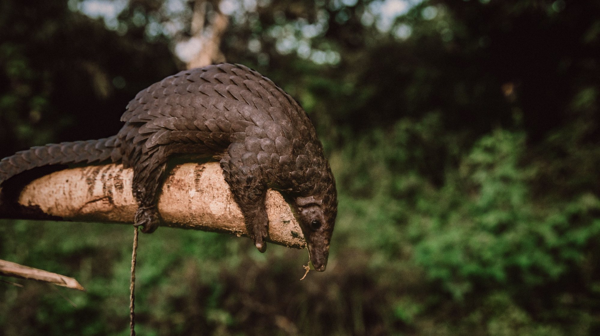 epa08891316 (07/39) A pangolin captured by hunters in the Ituri rainforest, in Mambasa territory, Democratic Republic of the Congo, 19 October 2020. The risk of a new pathogen coming in contact with human populations is increased in areas with high biodiversity like Congo. Over 72 percent of the country lives on less than USD 1.90 a day, which makes free sources of food like hunting essential in parts of the country where hunting and fishing are a viable option. Human populations come into contact with animals and pathogens during activities such as hunting for food or the exotic animal trade and deforestation. With deforestation and habitat loss, animals are more likely to move into new areas and come into contact with human beings for the first time. Humans living in these high-risk areas have a far greater chance of becoming a &#039;patient zero&#039; for virus spillover than elsewhere. The exotic animal trade is also an attractive source of revenue as Congo still hosts many exotic animals, including pangolins, the mammal suspected to be a secondary host for COVID-19 before it spilled over into the human population. There exists a precarious situation where conservation is a losing battle due to governance factors, and Congo’s biodiversity posits a distinct likelihood for a new virus to jump from an animal to a human population. Mammals alone are estimated to host at least 320,000 undiscovered viruses.  EPA/Hugh Kinsella Cunningham ATTENTION EDITORS / MANDATORY CREDIT : This story was produced in partnership with the Pulitzer Center -- For the full PHOTO ESSAY text please see Advisory Notice epa...