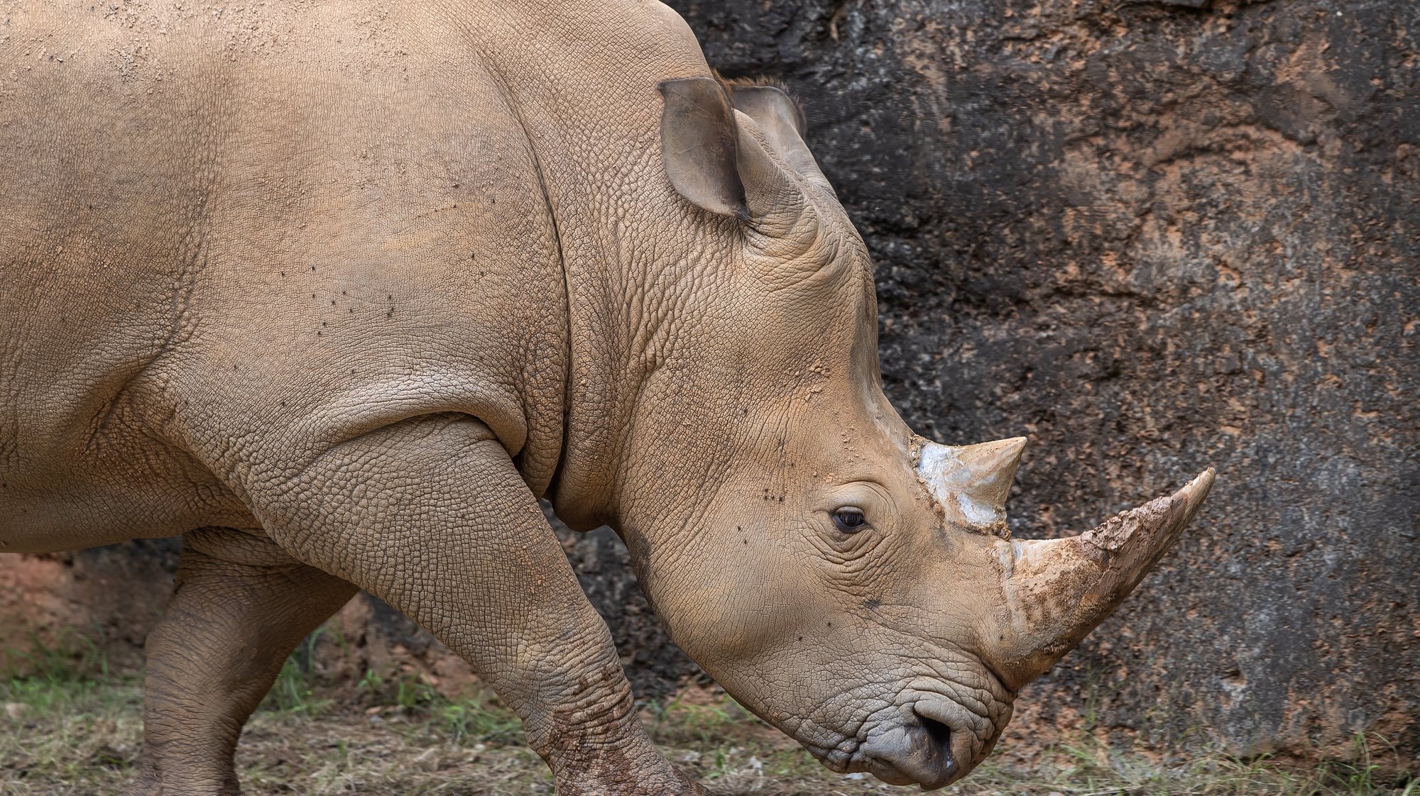 epaselect epa08506688 Mumbles, a newly acquired southern white rhinoceros, explores his habitat at Zoo Atlanta at Grant Park in Atlanta, Georgia, USA, 24 June 2020. Since reopening after a two-month coronavirus COVID-19 pandemic closure, Zoo Atlanta has implemented safety measures to protect guests and zoo workers. Safety measures include pre-purchased timed entry tickets, greatly reduced guest capacity, one-way paths, hand sanitizer stations and all employees wearing masks. Zoo officials report that guests have responded positively to the socially distanced changes.  EPA/ERIK S. LESSER