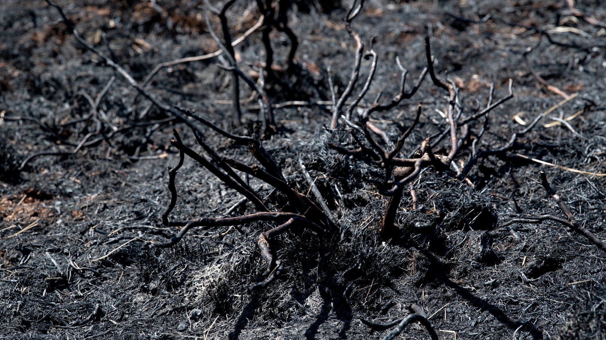 epa07572667 Scorched earth in a moorland after a fire near Esterwegen in Lower Saxony, northern Germany, 15 May 2019. More than 250 firefighters stopped the fire quickly on more than 40 hectares overnight.  EPA/DAVID HECKER