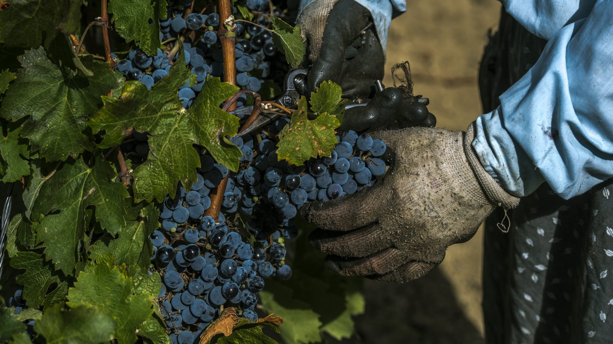 epa06207927 A worker harvests grape in the vineyards of &quot;Stobi&quot; vinery, near city of Negotino, the Former Yugoslav Republic of Macedonia, 12 September 2017. (issued 16 September) Stobi Winery is a part of the ever-evolving wine traditions in the region. The winery is located only 80 km from the capital of Skopje, in the Tikves wine region - the biggest and the most important wine region which stretches on 10.000 ha, along the same latitude as Rioja and Ribera del Duero. As the Mediterranean climate from the south collides with the continental climate from the north, it creates an area most remarkable for grape growing and wine production on the entire Balkan Peninsula. They chose to place their winery in the locality of Gradsko, in vicinity of the ancient city of Stobi, where the two rivers Erigon (Crna river) and Axios (Vardar) cross their path. It is also where they cultivate all of their vineyards.
The range of different local and international varieties that they cultivate is large: R’kaciteli, Smederevka, Temjanika, Chardonnay, Zilavka,  Zupljanka, Muscat Ottonel, Italian Riesling, Rhein Riesling (whites), Vranec, Cabernet Sauvignon, Cabernet Franc, Merlot, Pinot Noir, Petit Verdot, Syrah, Prokupec (reds). The capacity of the winery is 4.5 million liters, of which 350 000l in oak barrels and barrique. More than 25 different labels are currently produced in the Stobi Winery divided in 4 product lines. This winery is export oriented and present with their wide portfolio on over 20 different markets worldwide.  EPA/GEORGI LICOVSKI  ATTENTION: This Image is part of a PHOTO SET