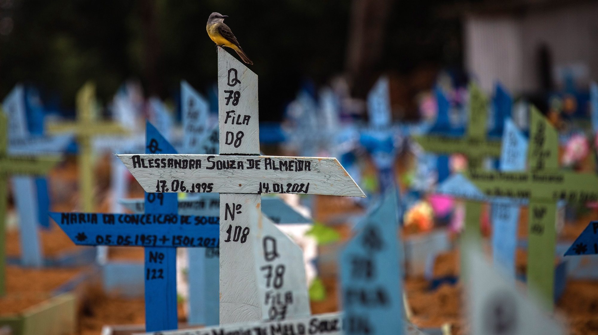 epa09046393 A bird perches on the cross that accompanies the grave of a person who died in January, in the Nossa Senhora Aparecida Cemetery, where victims of covid-19 are buried, in Manaus, Amazonas, Brazil, 01 March 2021 (issued 02 March). Brazil is experiencing the worst moment of the coronavirus pandemic, with an explosion of cases and income that has led health authorities to demand more restriction measures throughout the country, while the President, Jair Bolsonaro, insists on denying the seriousness of a disease that already leaves more than 250,000 dead.  EPA/RAPHAEL ALVES