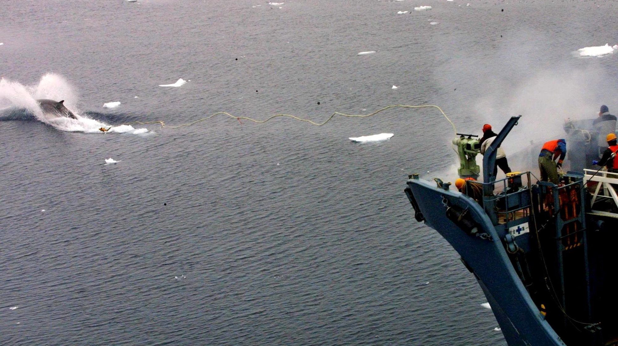 epa04148470 (FILE) A file handout photo dated 16 December 2001 and made available by Greenpeace, showing a whale catcher ship Kyo Maru 1, using a harpoon to catch a whale in Southern Ocean. A UN court in The Hague on 31 March 2014 halted Japan&#039;s much-criticized whaling programme, ruling that it contravenes a 1986 moratorium on whale hunting. Japan must end its &#039;research whaling&#039; programme, the International Court of Justice (ICJ) said. Japan said the programme was for scientific research and permitted under international conventions. Australia had brought the case to the ICJ in 2010, charging that Japan was breaching international law by killing hundreds of whales every year for commercial purposes. Japan was â€œdeeply disappointedâ€ by the ruling, an unnamed government official was quoted by the Kyodo News agency as saying. But the official said Japan would stand by the ruling.  EPA/JEREMY SUTTON-HIBBERT / HO  HANDOUT EDITORIAL USE ONLY/NO SALES *** Local Caption *** 99356789