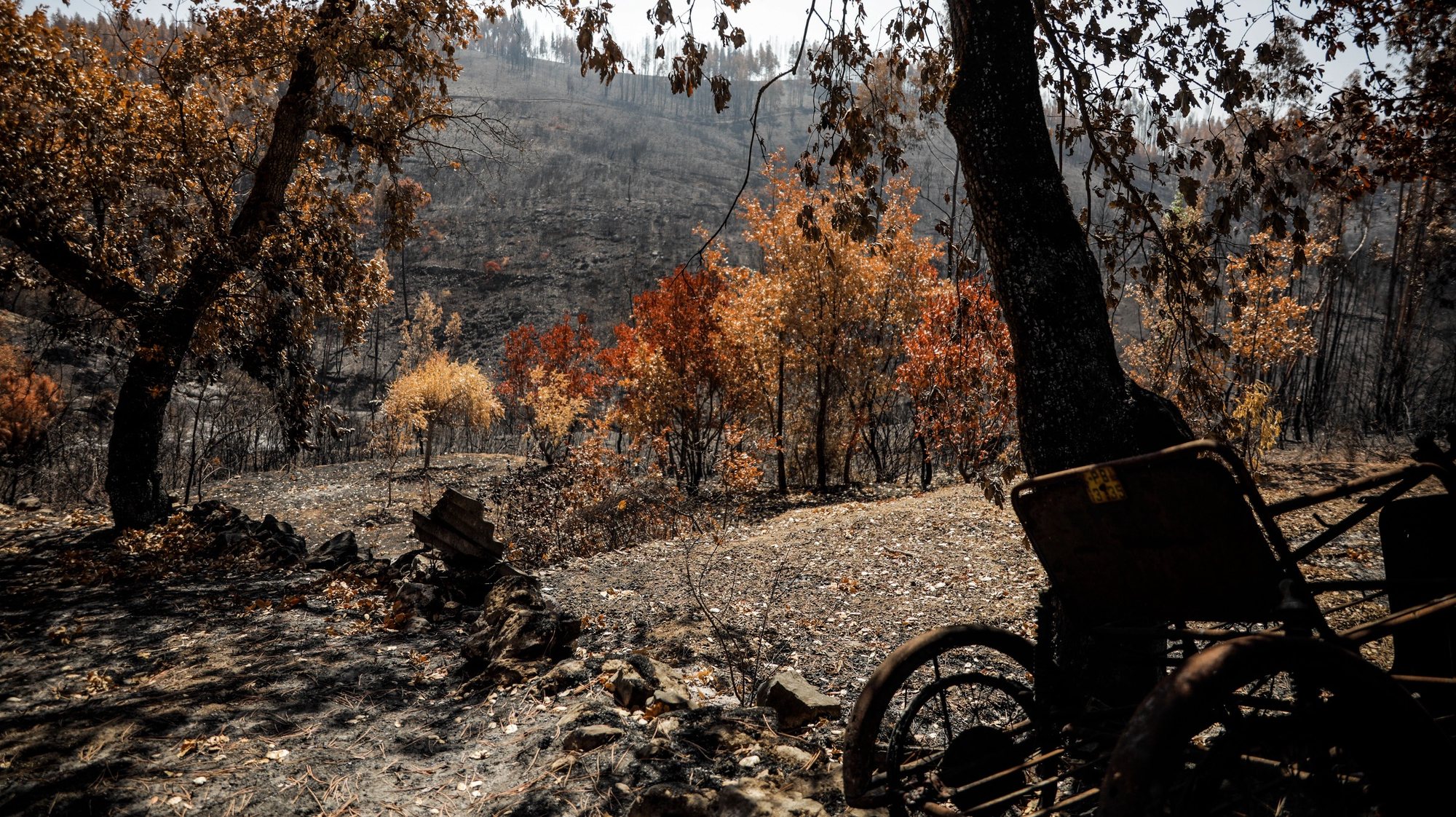 Vista da floresta queimada pelas chamas no incêndio de julho na Aldeia de Mouta, na freguesia de Almoster, Alvaiázere, 8 de agosto de 2022. (ACOMPANHA TEXTO DE 10 DE AGOSTO DE 2022). PAULO CUNHA/LUSA
