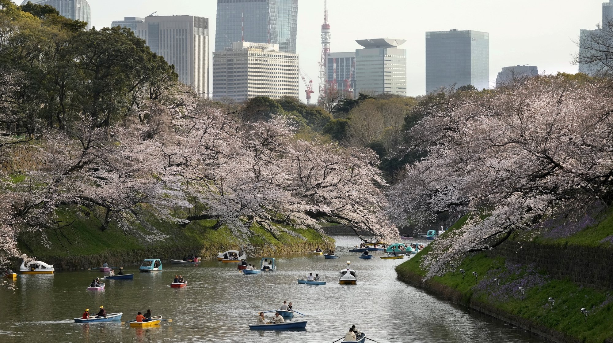 epa10536638 People enjoy the of view cherry blossoms as they row their boats on Chidorigafuchi moat in Tokyo, Japan, 22 March 2023. The temperature marked 23.8 degrees Celsius, 8.8 degrees higher than the usual average, almost same as mid-May in the Japanese capital. The blossoms marked the earliest bloom record starting on 14 March, ten days earlier than usual. Weather forecasts expect the full bloom on the upcoming weekend in Tokyo.  EPA/KIMIMASA MAYAMA