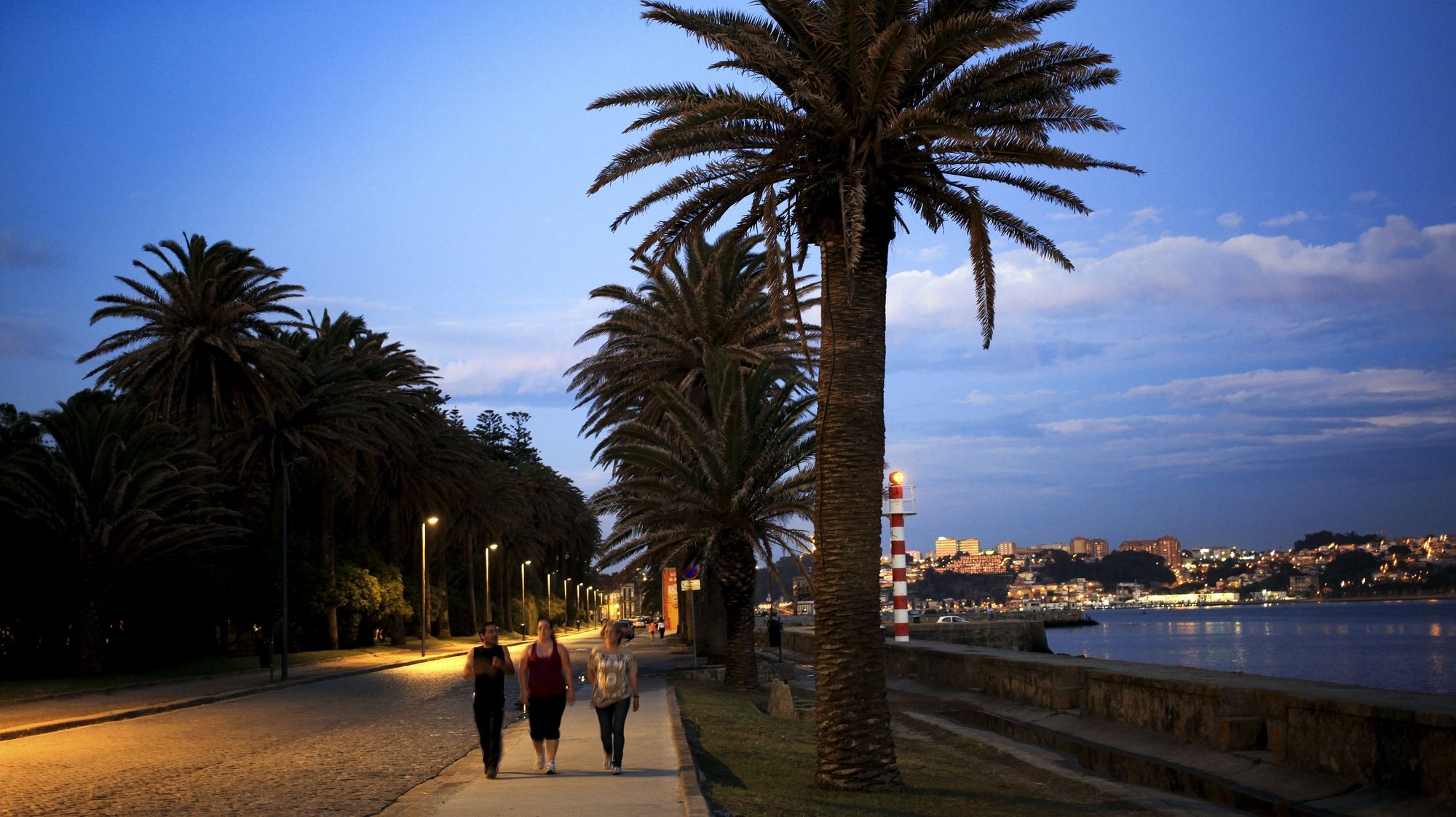 As palmeiras na av. D. Carlos I, junto ao rio Douro, fazem parte da lista das árvores classificadas da cidade do Porto, 05 de julho de 2014. (ACOMPANHA ETXTO). ESTELA SILVA/LUSA