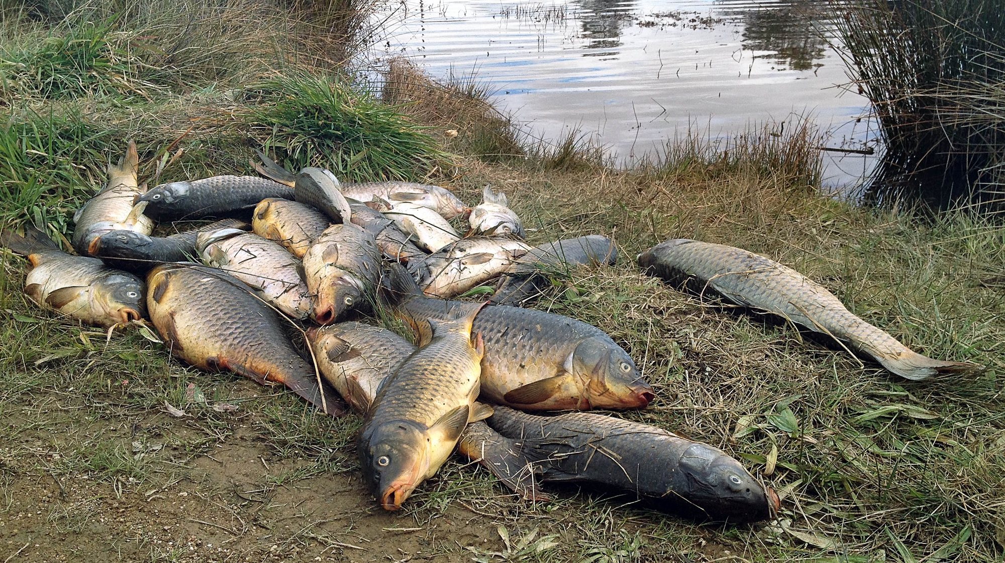 Centenas de peixes apareceram mortos na barragem da Taleigueira, junto à saída sul da cidade de Castelo Branco, 16 de fevereiro de 2015. As autoridades estão a apurar a causa da morte dos peixes naquela albufeira que se encontra nas proximidades da zona industrial de Castelo Branco. ANTÓNIO JOSÉ/LUSA