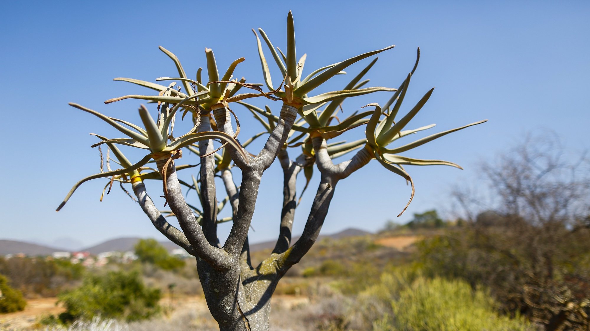 epa05822249 A Quiver Tree Aloe grows in Worcester, South Africa, 01 March 2017. The Western Cape of South Africa is currently in the midst of a severe drought. The Kokerboom or Quiver Tree Aloe is a succulent plant with the ability to store water in its stems and leaves and highly adapted to cope during drought.  EPA/NIC BOTHMA