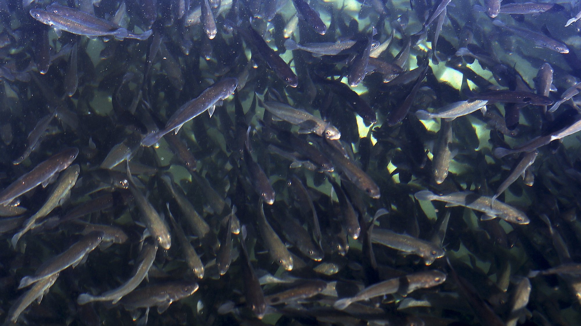 A estação piloto de Olhão de aquacultura é  uma infrastrutura única no país que dispõe de uma zona de maternidade com reprodutores de novas espécies de peixes marinhos adaptados a cativeiro, sendo depois alimentados em zonas de engorda instaladas em tanques de terra, Olhão, 3 de fevereiro de 2014. ( ACOMPANHA TEXTO) LUÍS FORRA/LUSA