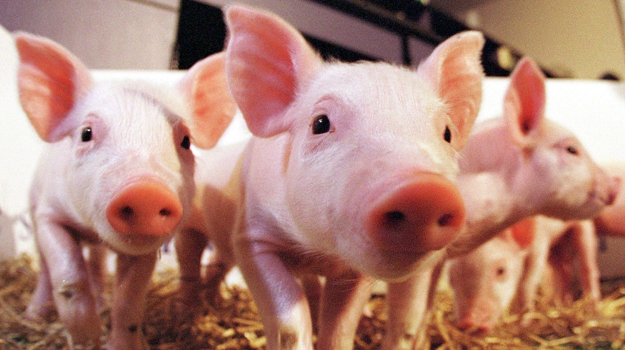 World&#039;s First Cloned Pigs