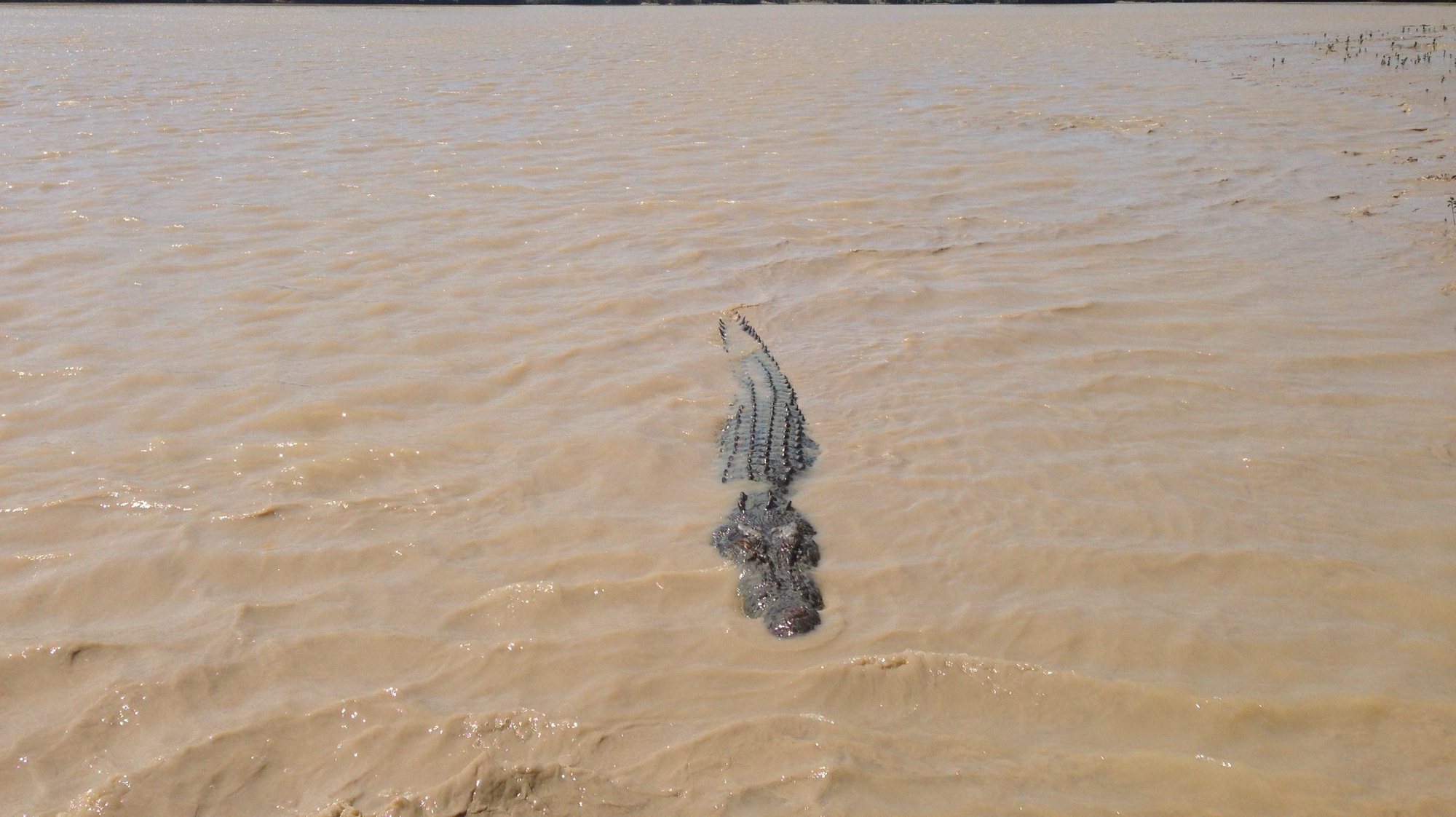 Crocodilo de água salgada no rio Adelaide perto de Darwin, na Austrália. Neda Vanovac/Lusa