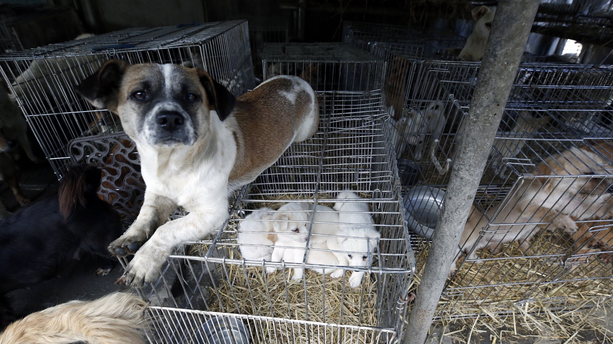 epa07867901 Dogs sit in the private Aerinwon abandonment animal shelter in Pocheon, Gyeonggi province, South Korea, 25 September 2019. Authorities on 25 September removed all the animals from the shelter after the South Korean District Court issued a directive to close the shelter. According to government data, annually abandoned animals stood at 102,593 in 2017, up from 81,147 in 2014.  EPA/JEON HEON-KYUN  ATTENTION: This Image is part of a PHOTO SET