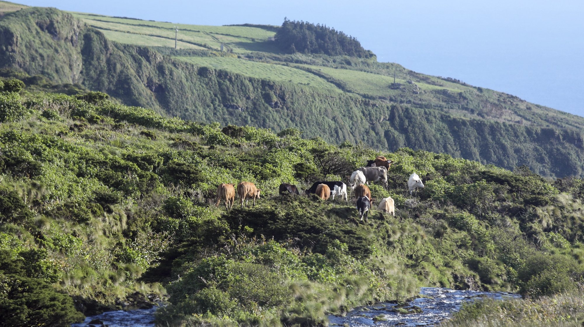 Vacas a pastar na Ilha das Flores, Açores, 1 de junho de 2017. MIGUEL A. LOPES/LUSA