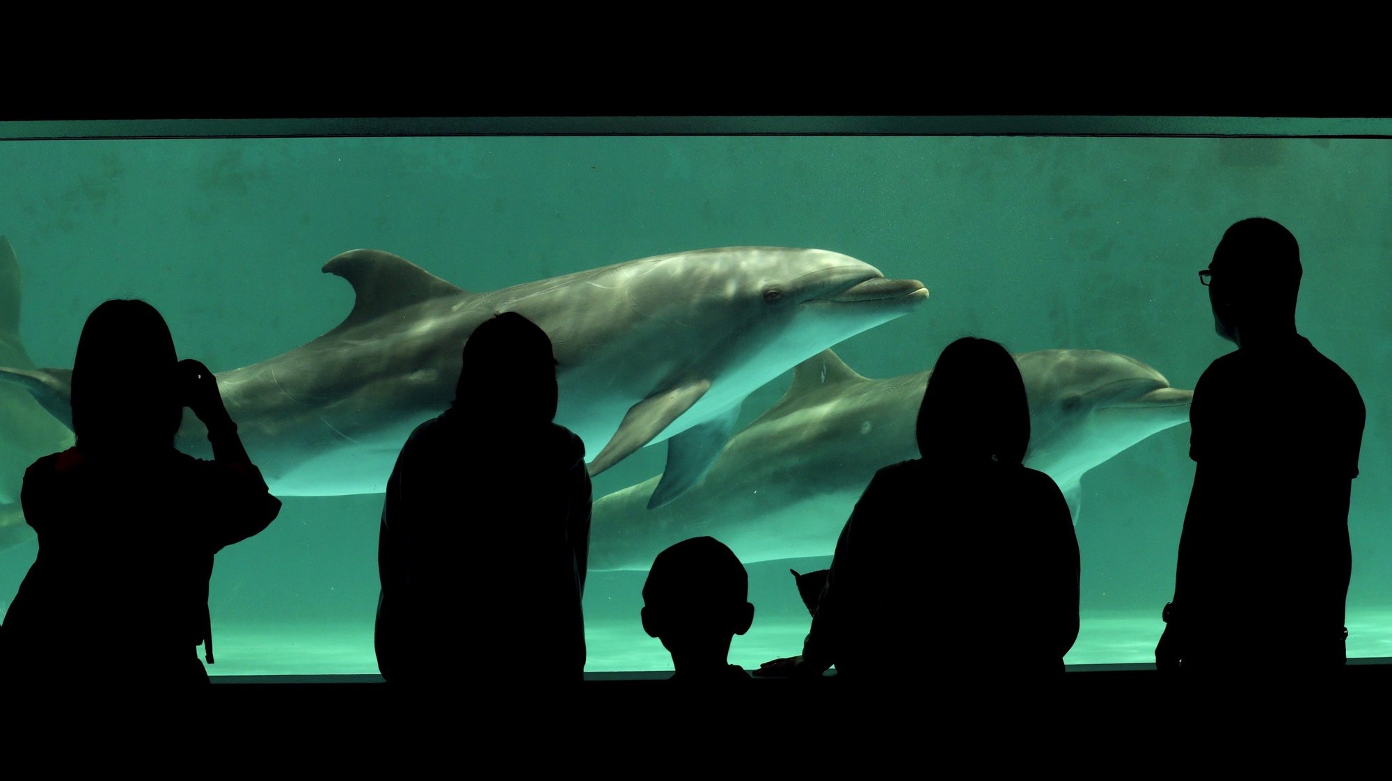 epa04761516 A couple of dolphins are watched by visitors at Shinagawa Aquarium in Tokyo Japan, 22 May 2015.  Japanese Association of Zoos and Aquariums (JAZA) told on 20 May it will prohibit members from acquiring dolphins caught in drive hunting off small whaling town of Taiji in western Japan after the JAZA faced being expelled from the World Association of Zoos and Aquariums (WAZA) that has criticized the hunting. JAZA reached the decision as majority of members voted to remain in the WAZA.  The WAZA expressed Japanese body JAZA&#039;s decision on the day.  EPA/KIMIMASA MAYAMA