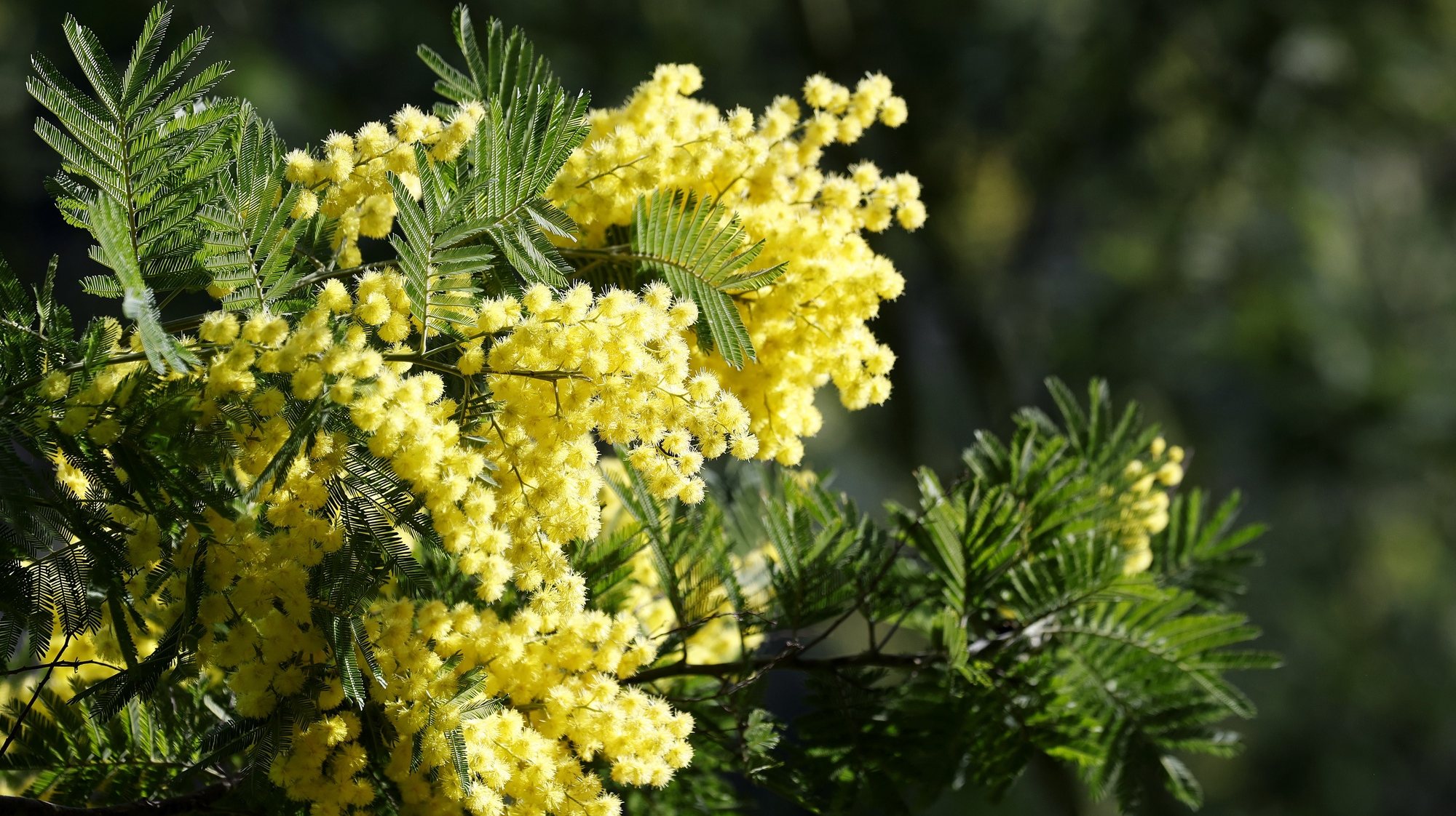 epa11152280 Mimosa flowers on the Augier farm in Tanneron, southern France, 14 February 2024. The Tanneron Massif is the largest mimosa forest in Europe. The mimosa tree, also called silver wattle or blue wattle (Acacia dealbata) blooms from December to March. Mimosa flowers are used as cut flowers by florists or in perfume industry and the timber can be used for craft furniture. In Tanneron, mimosa is cultivated for florists and for export.  EPA/SEBASTIEN NOGIER