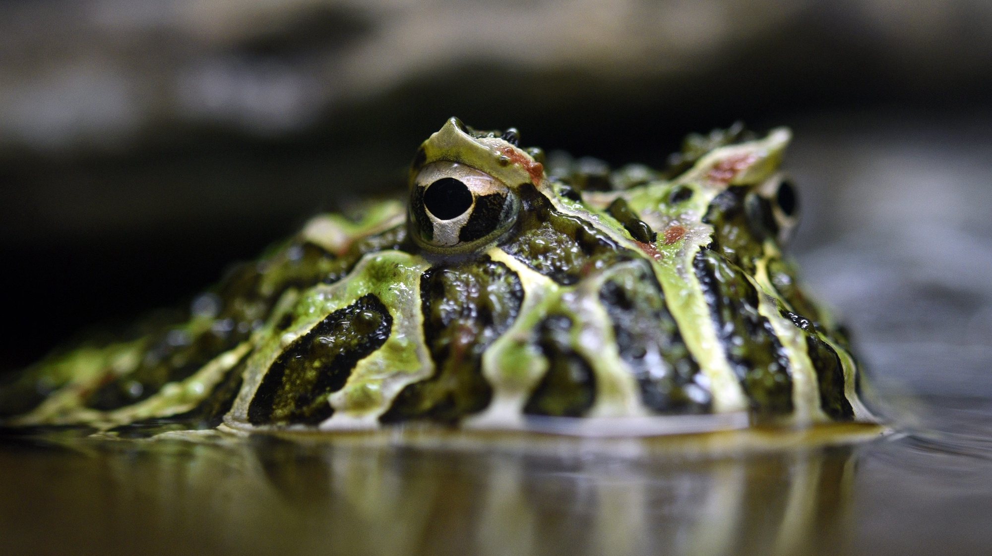 epa04962444 An ornate horned frog (Ceratophrys ornata) at the Ueno Zoological Gardens in Tokyo, Japan, 04 October 2015. The Ueno Zoological Gardens is the oldest zoo in Japan. Founded in 1882, it is now home to over 3,000 animals from some 400 different species.  EPA/FRANCK ROBICHON