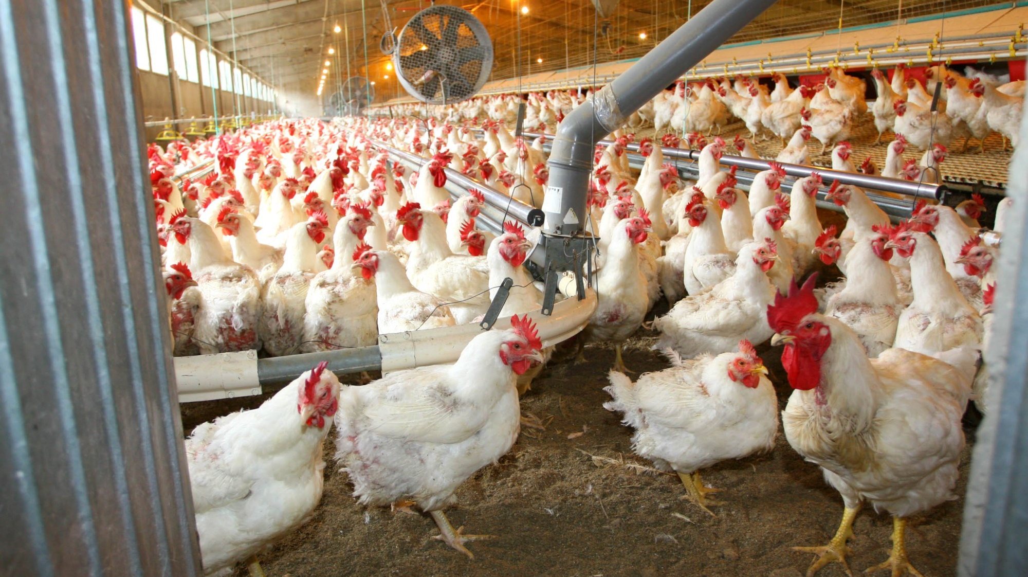 Na União Europeia a administração de antibióticos na produção animal é considerada uma medida de tratamento