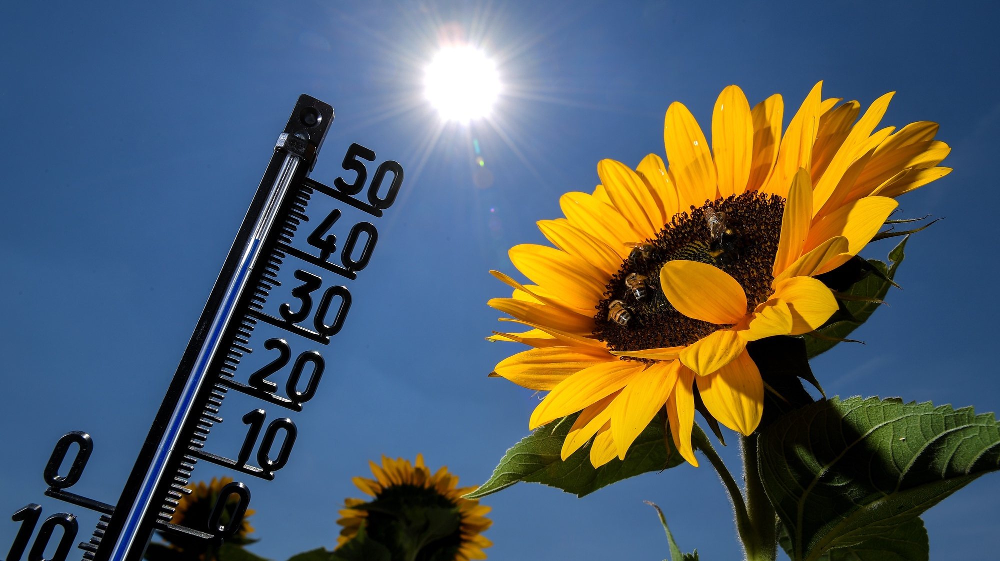 epa06913418 A thermometer among sunflowers shows an outside temperature of 39 degrees celsius in Kamp-Lintfort, Germany, 27 July 2018. According to metereologists, temperatures are expected to rise to over 35 degrees nationwide and close to 40 degrees. The German Weather Service (DWD) has issued a heat warning for large parts of Germany.  EPA/SASCHA STEINBACH