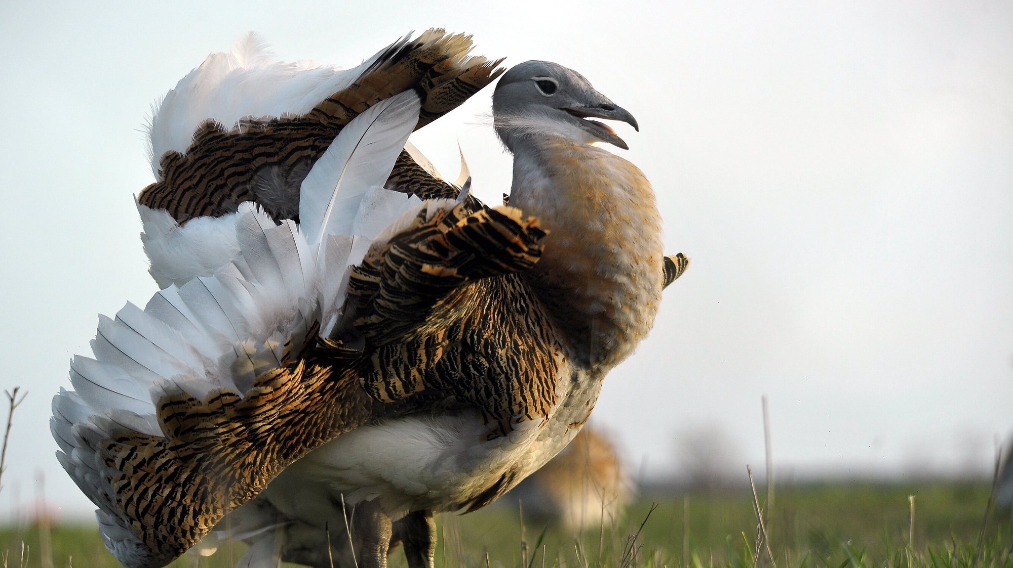 epa06645172 A great bustard cock (Otis tarda) performs a ritual dance to attract hens for mating in the Koeroes-Maros National Park, some 160 kms southeast of Budapest, Hungary, 04 April 2018.  EPA/Attila Kovacs HUNGARY OUT