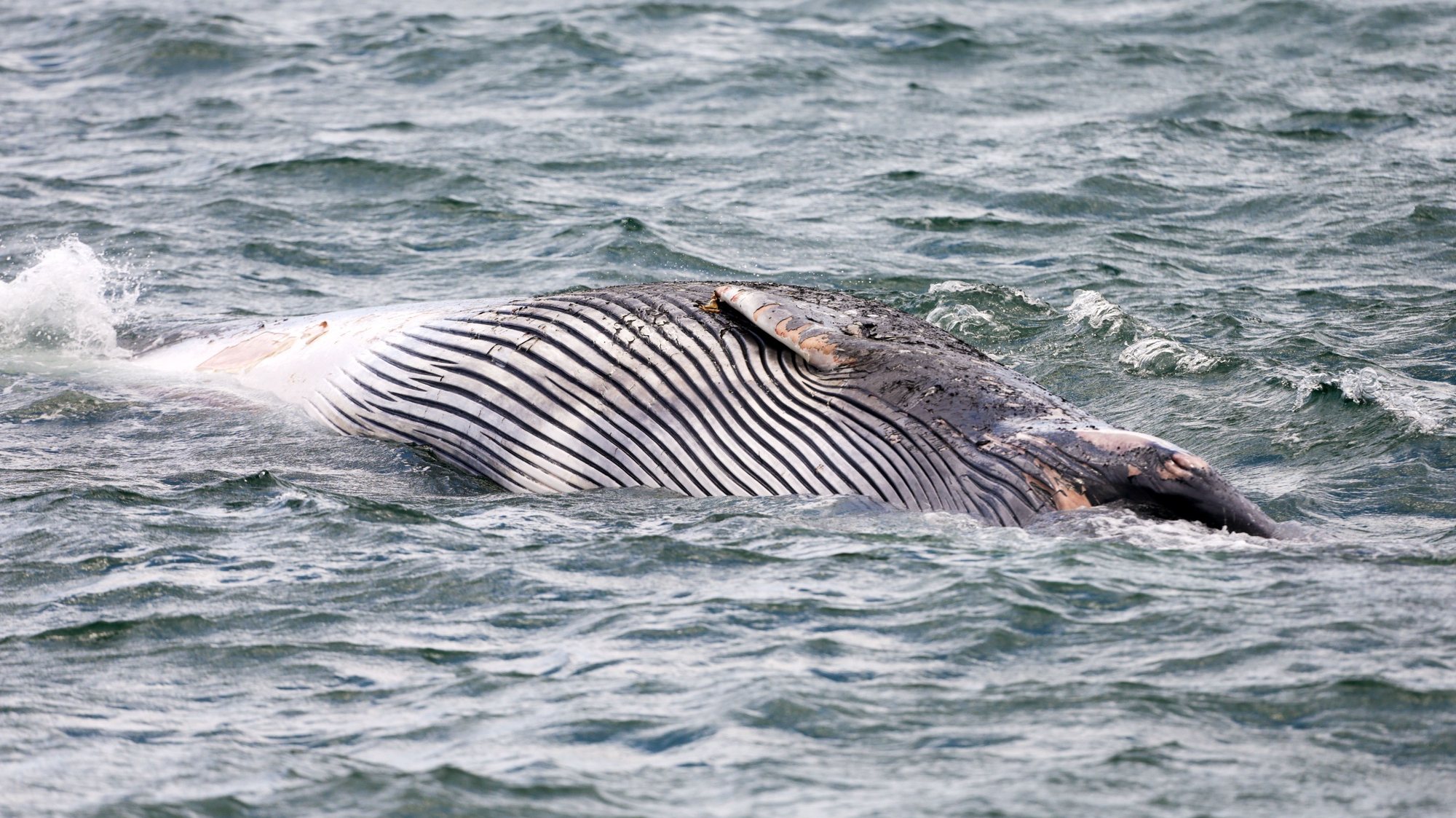 Uma baleia de grande dimensão está encalhada, morta, na praia de Santo António, em Vila Real de Santo António, 20 de abril de 2021. As autoridades estão a analisar qual a melhor forma de a remover do local.   LUIS FORRA/LUSA