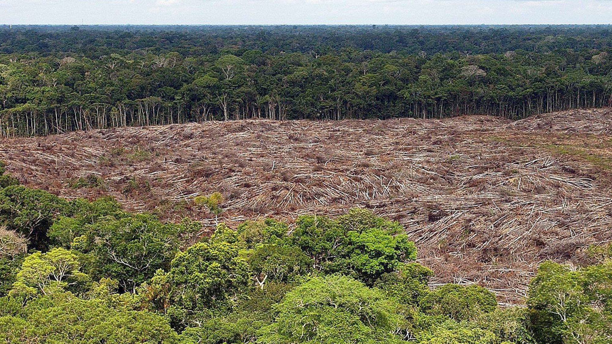 &quot;Em termos absolutos, florestas públicas não destinadas foram as mais atingidas: tiveram mais de 85% na área desflorestada&quot;