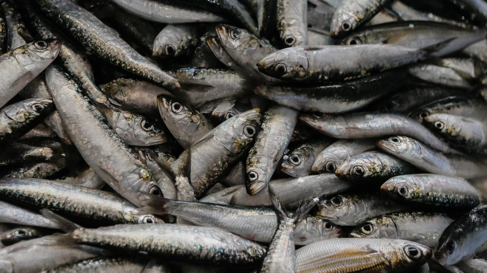 Pesca de sardinha com fortes limitações a partir de quinta-feira