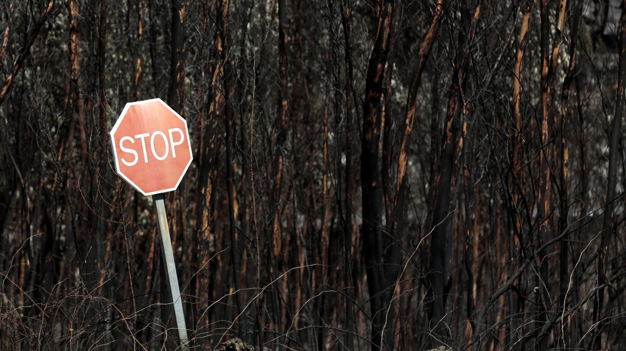 O balanço aponta para 1.478 hectares ardidos no concelho de Portimão e 656 no de Monchique