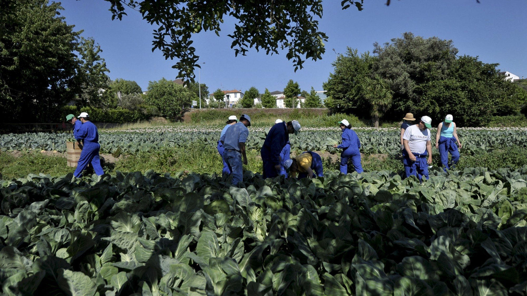 Hortinhas Solidárias em Tondela permitem dar formação em agricultura a desempregados. NUNO ANDRÉ FERREIRA/LUSA