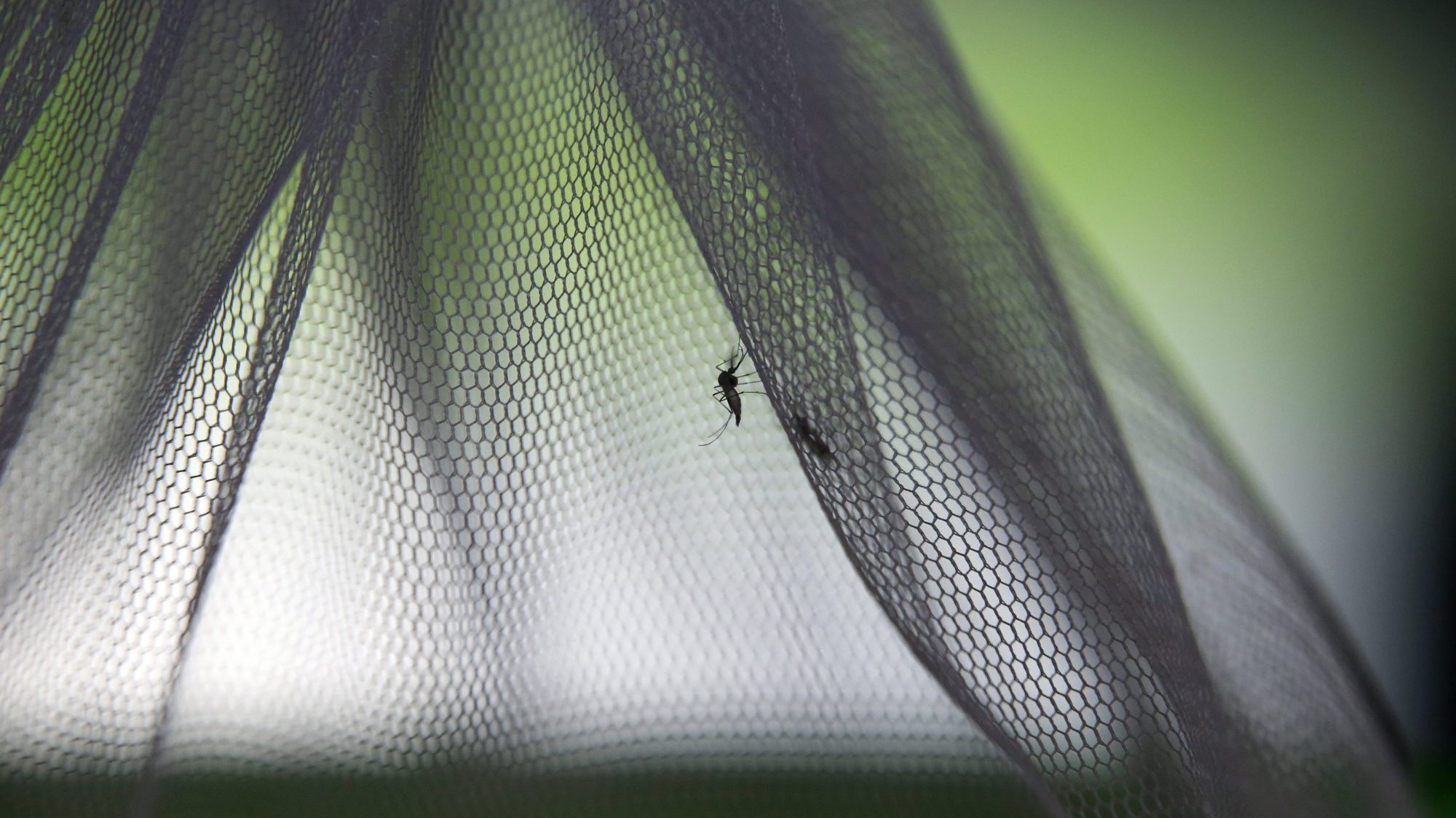 Mosquitos estéreis que serão libertados na Província de Chachoengsao na Tailândia