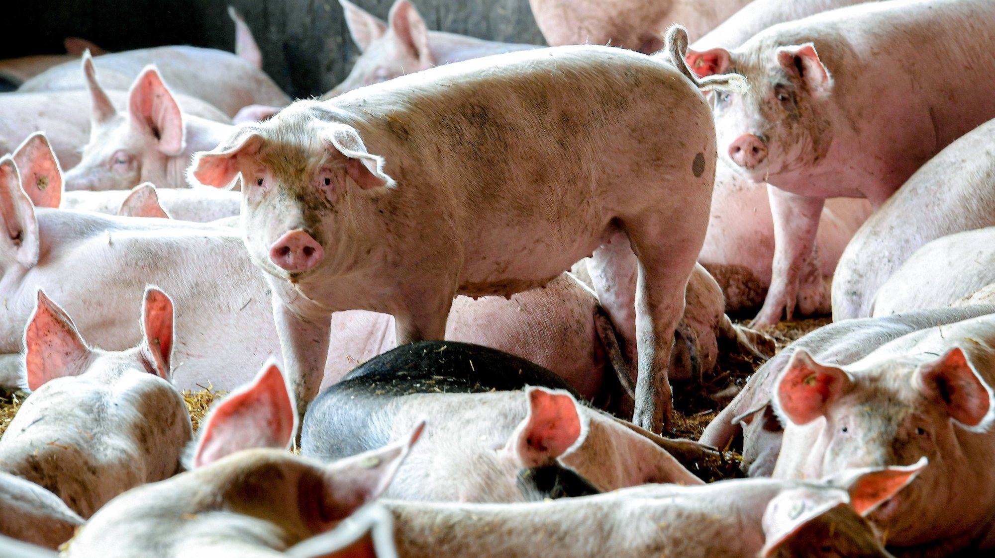 epa08663574 Pigs stand and lie in air-conditioned outdoor stables with straw bedding at a pig fattening farm in Brueggen, Germany, 19 August 2019 (reissued 12 September 2020). China on 12 September 2020 said it had banned all imports of German pork meat following the discovery of first case of African Swine Fever in Germany. The highly contagious disease is harmless to humans. China is the biggest importer of German pork meat.  EPA/SASCHA STEINBACH *** Local Caption *** 55404102