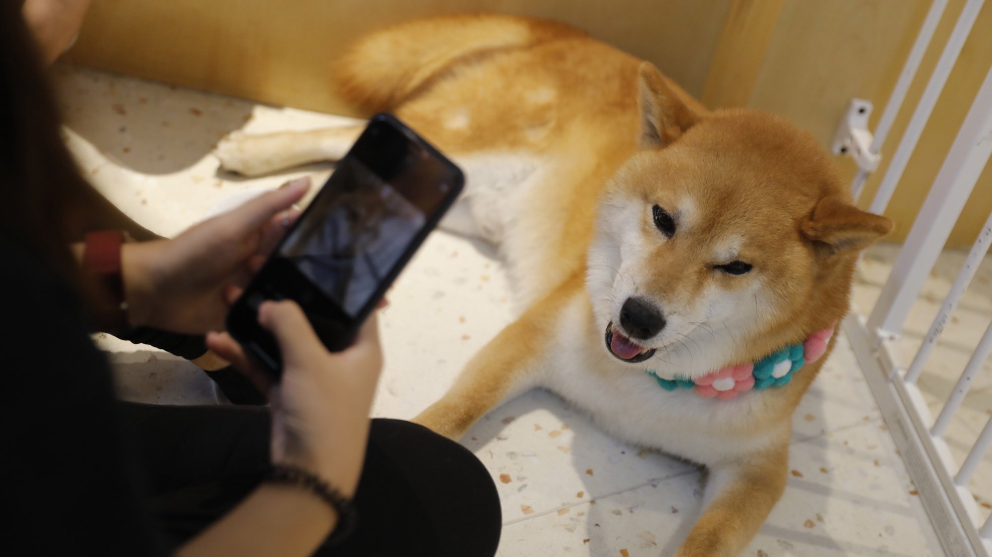 epa07732951 Young Chinese people takes photo to a Shiba Inu dog in a dog theme cafe in Beijing, China, 22 July 2019. Animal cafe becomes more and more popular among Chinese young people who play and feed the dogs or cats in cafe to enjoy the leisure time.  EPA/WU HONG