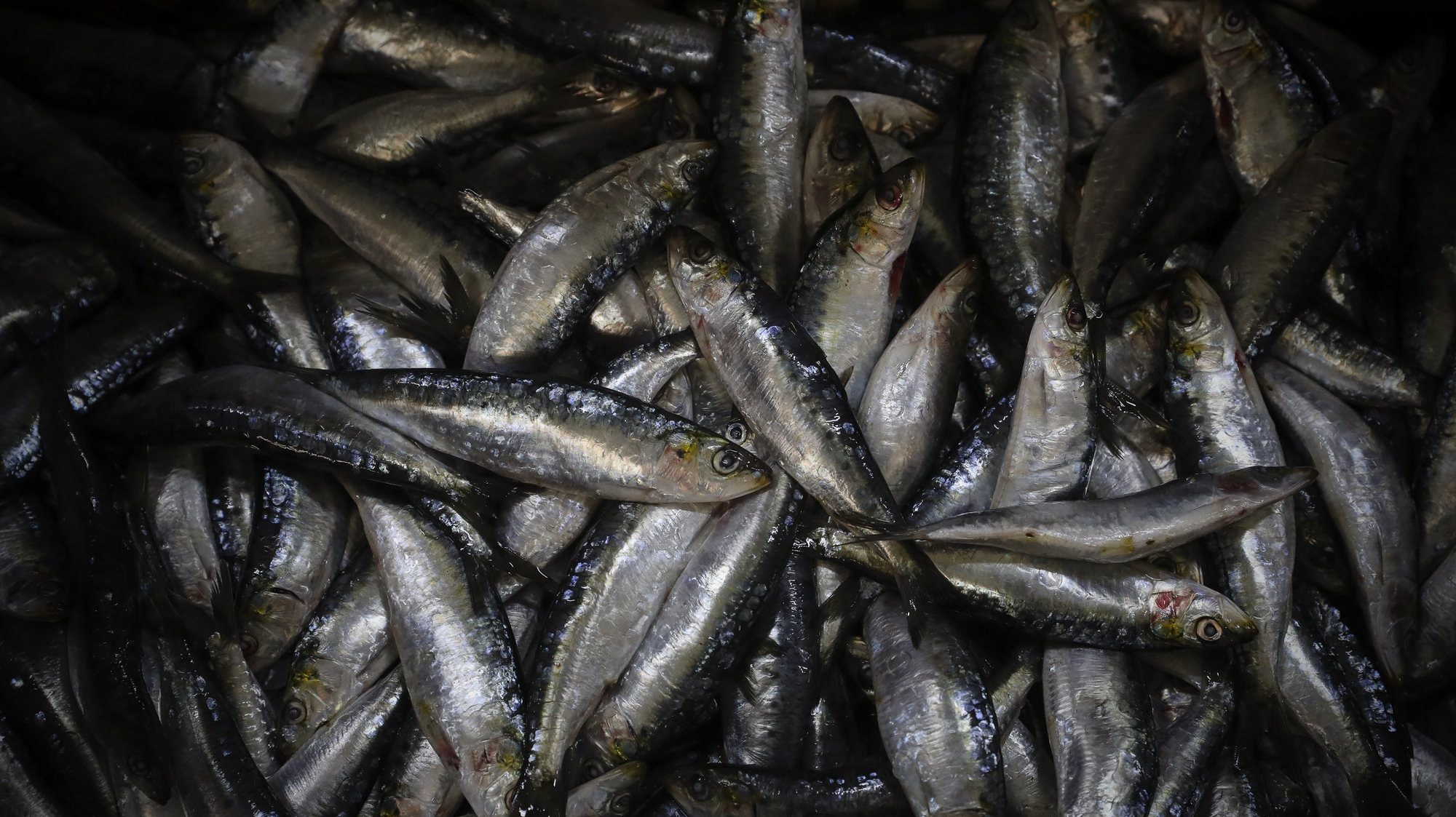Produtores e indústria conserveira assinam acordo relativo ao abastecimento de sardinha