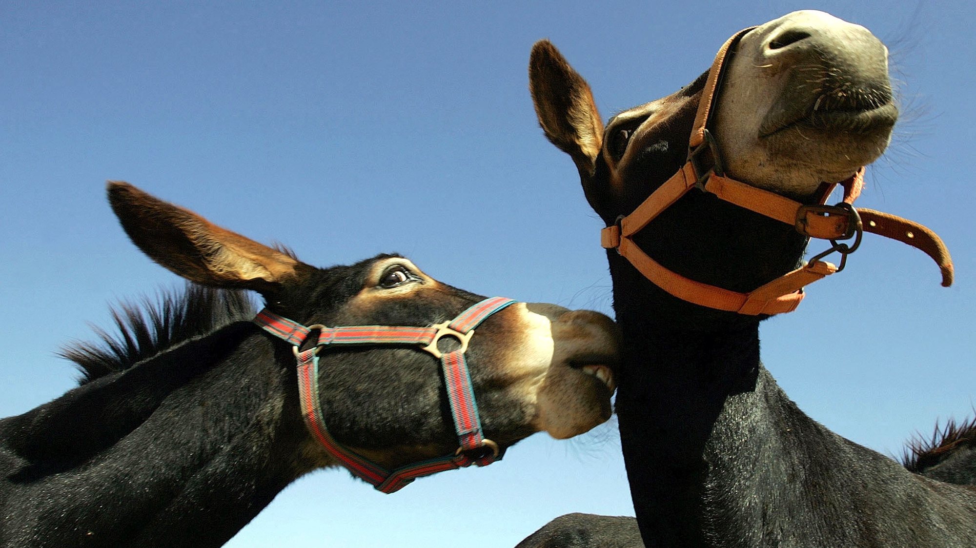 FAR0120050910:ESTOMBAR: 2 dos burros alojados no REFUGIO DOS BURROS associação criada por um casal de ingleses no barlavento algarvio para a protecçao e procriaçao da especie.
FOTO: VIRGILIO RODRIGUES/LUSA