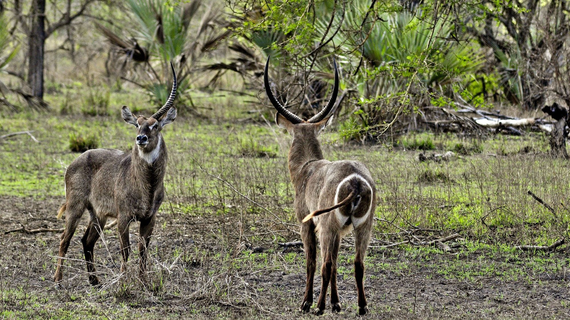 Criada em 1960, a Reserva Especial do Niassa, no norte de Moçambique, é a maior área protegida do país, com uma extensão de 42.400 quilómetros quadrados