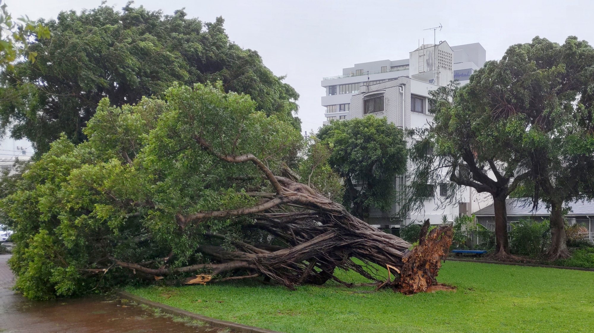 epa10780711 A tree that was uprooted by strong wind caused by Typhoon Khanun lays in a field in Naha, Okinawa Prefecture, Japan, 02 August 2023. The powerful typhoon, which is a central air pressure of 930 hectopascals and a wind velocity of 50 meters per second, forced the cancellation of over 400 flights and the loss of electric power at more than 200,000 houses in the prefecture.  EPA/JIJI PRESS JAPAN OUT EDITORIAL USE ONLY/
