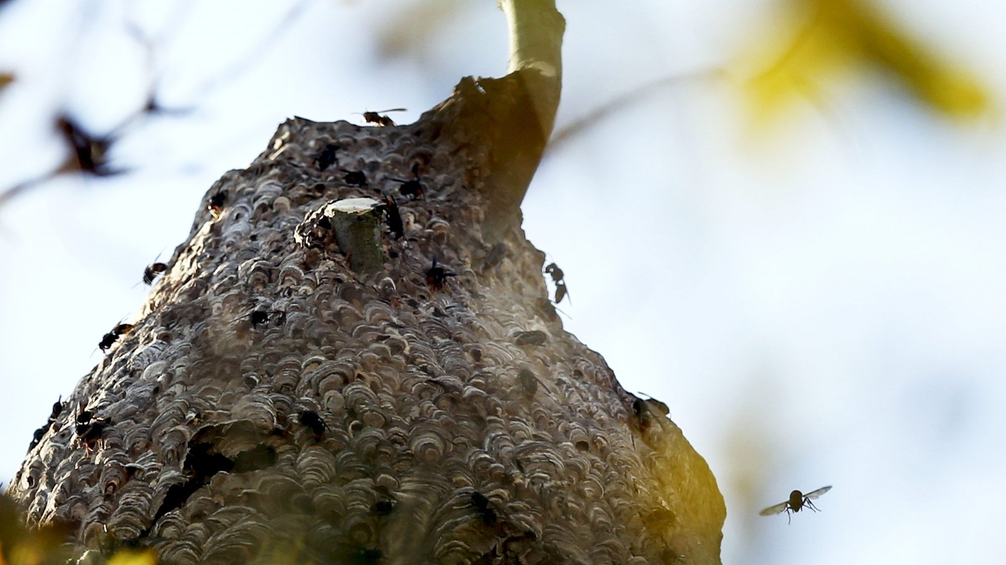 Uma picada simples de vespa será apenas &quot;apenas dolorosa&quot;, podendo provocar um inchaço da zona em questão