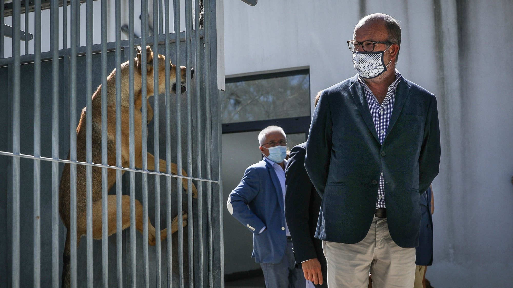 O ministro do Ambiente e da Ação Climática, João Pedro Matos Fernandes oberva um cão que salta dentro da sua gaiola, durante uma visita à Casa do Animal da Câmara Municipal de Lisboa, 24 de agosto de 2020. JOSÉ SENA GOULÃO/LUSA