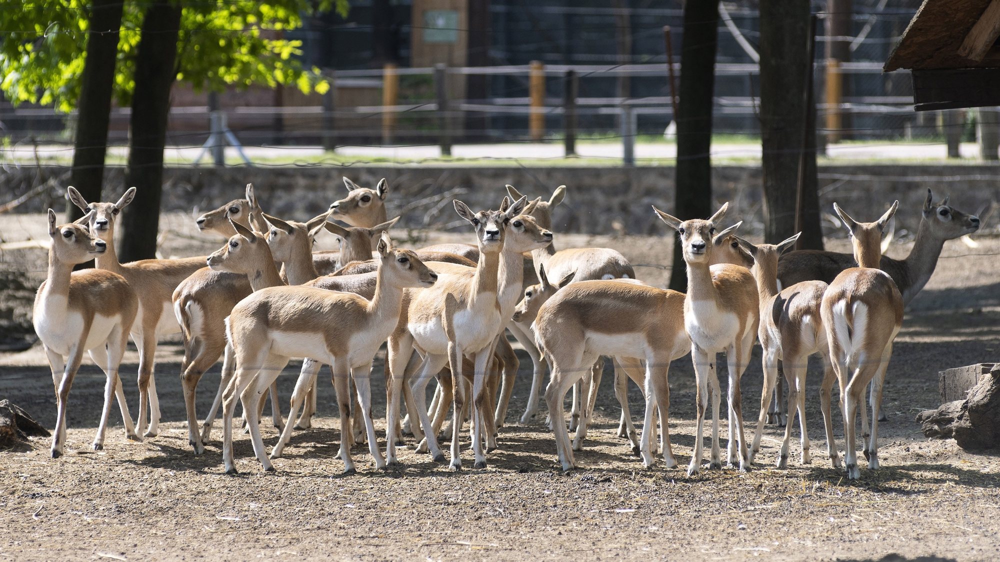 epa08410304 Indian antelopes (Antilope cervicapra) stand in their enclosure at Nyiregyhaza Animal Park, which was re-opened after 46 days of closure, in Nyiregyhaza, Hungary, 08 May 2020. Zoos are allowed to re-open their areas under strict safety measures outside Budapest and Pest County as authorities began to ease some of the measures implemented to slow down the ongoing pandemic of the COVID-19 disease caused by the SARS-CoV-2 coronavirus.  EPA/Attila Balazs HUNGARY OUT