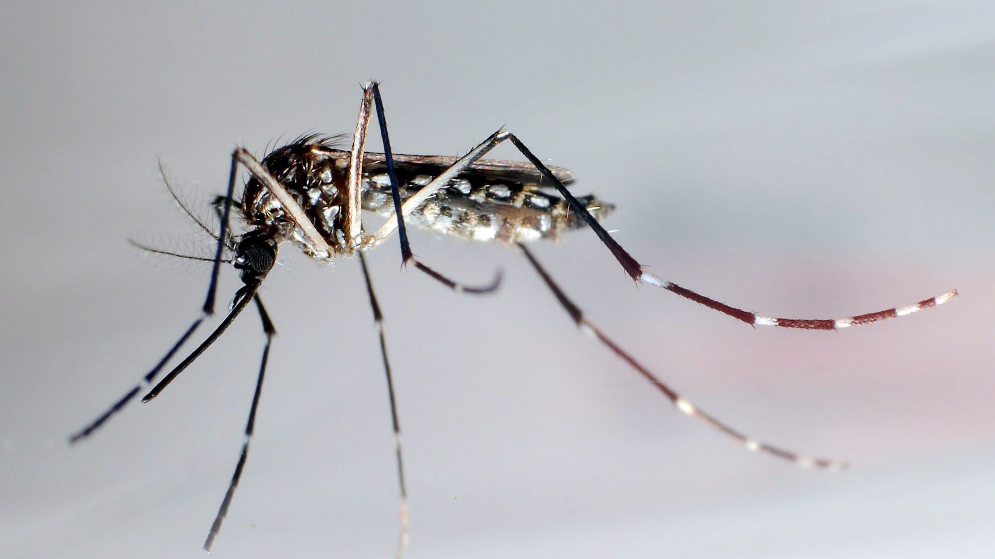 Mosquito transmissor da Dengue