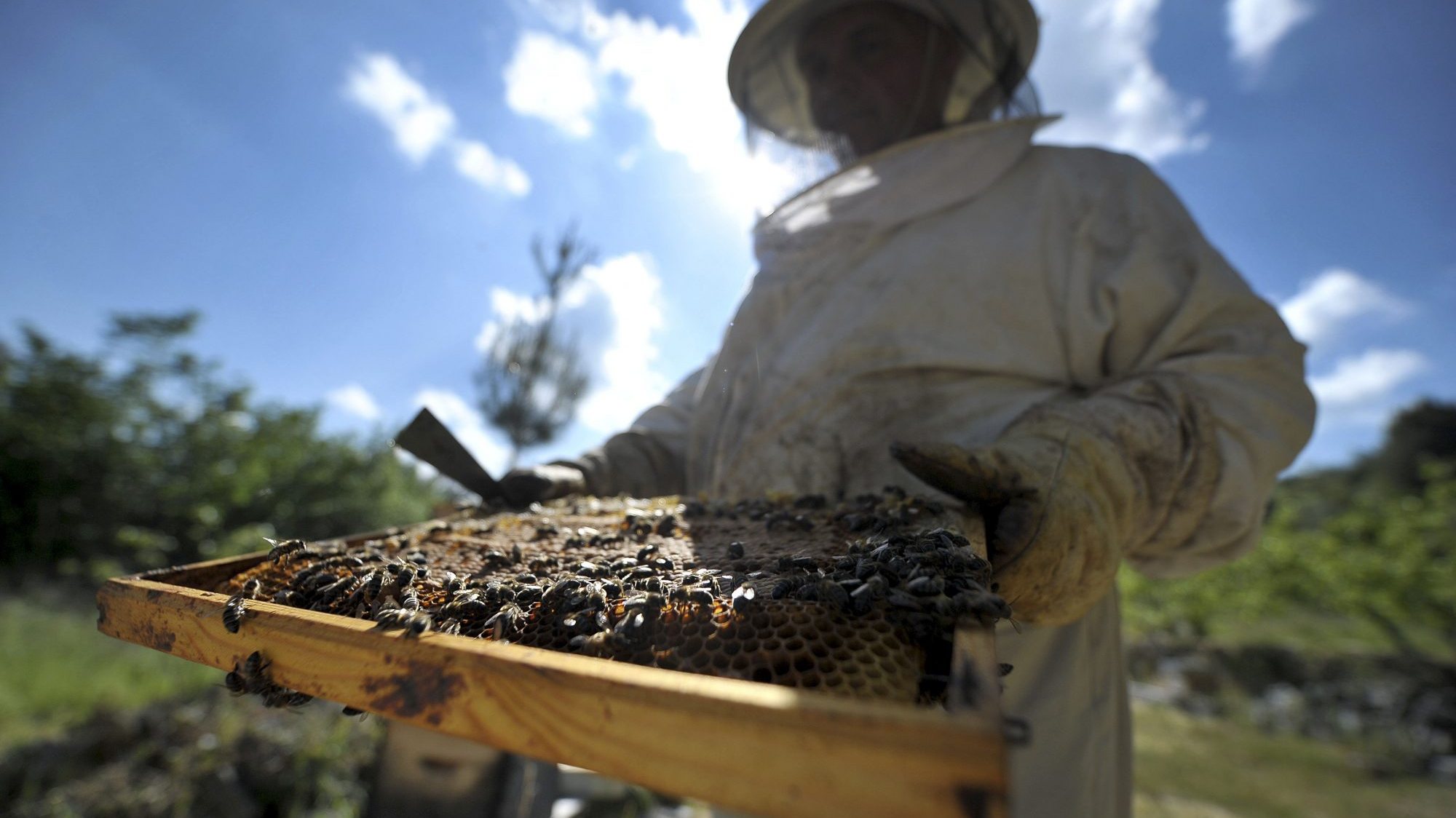 A associação representantiva dos apicultores do Norte afirma que as autoridades deveriam dar mais atenção ao problema