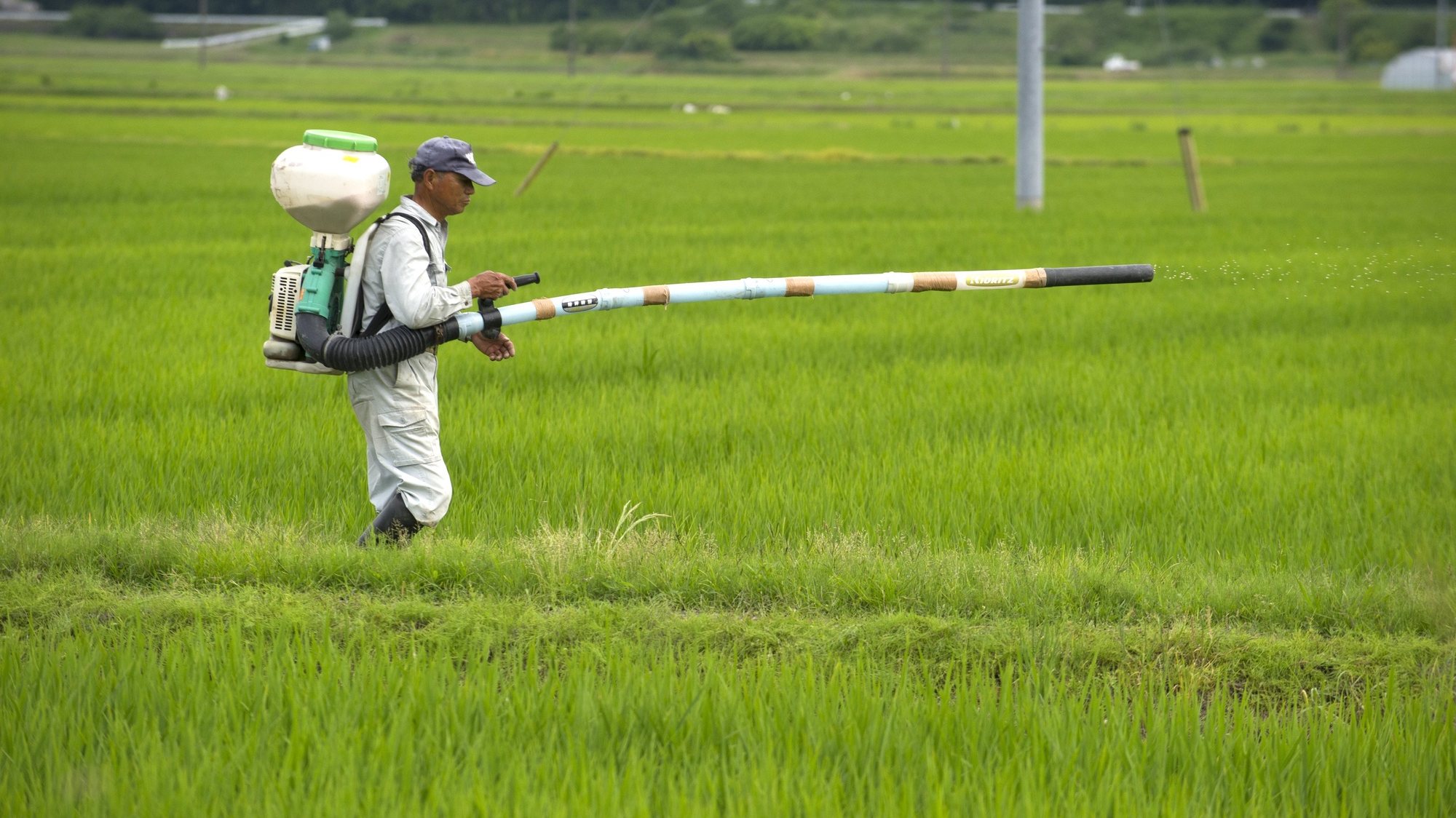 epa06042885 A Japanese farmer spreads fertilizer in a rice paddy in Isumi city, Chiba prefecture, Japan, 22 June 2017. Japanese farmers traditionally planted rice during the rainy season which lasts from mid June to mid July. This year&#039;s rain fall has been unusually scarce according to local farmers.  EPA/EVERETT KENNEDY BROWN